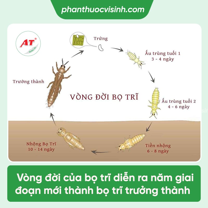 Thuốc trừ sâu sinh học phổ rộng thế hệ mới AT Mebe LA QUA - Nấm 3 màu kí sinh tiêu diệt sâu, côn trùng gây hại 2 Thuốc trị bọ trĩ và sâu bọ AT Mebe LA QUA giá tốt, uy tín