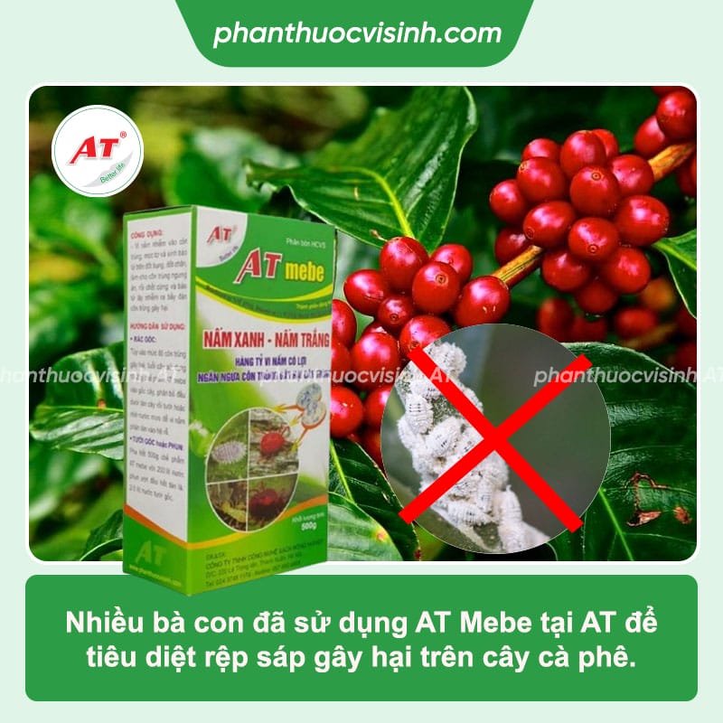 Các loại bệnh trên cây cà phê thường gặp và cách phòng trừ