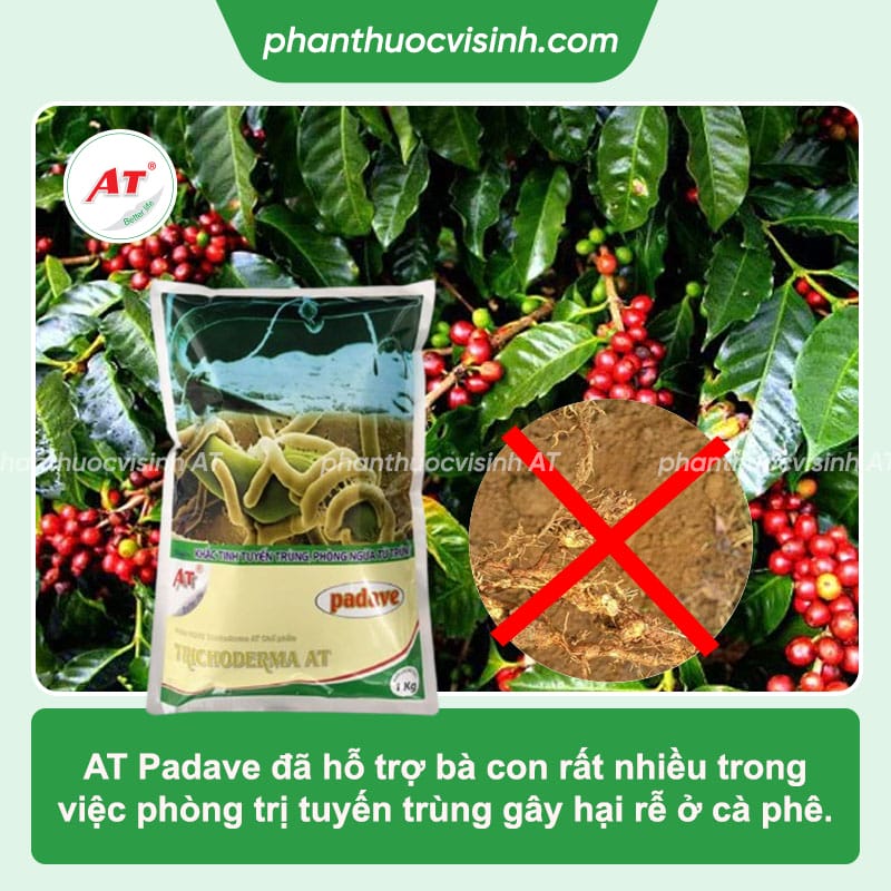 Các loại bệnh trên cây cà phê thường gặp và cách phòng trừ