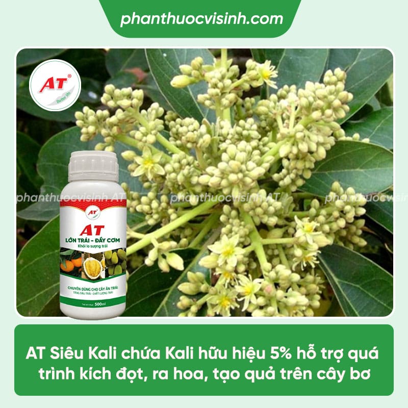 Hướng dẫn cách chăm sóc cây bơ khi ra hoa cho nhiều trái