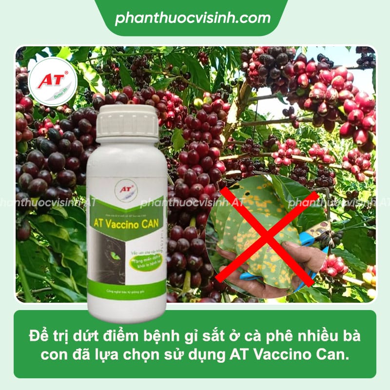 Các loại bệnh trên cây cà phê thường gặp và cách phòng trừ