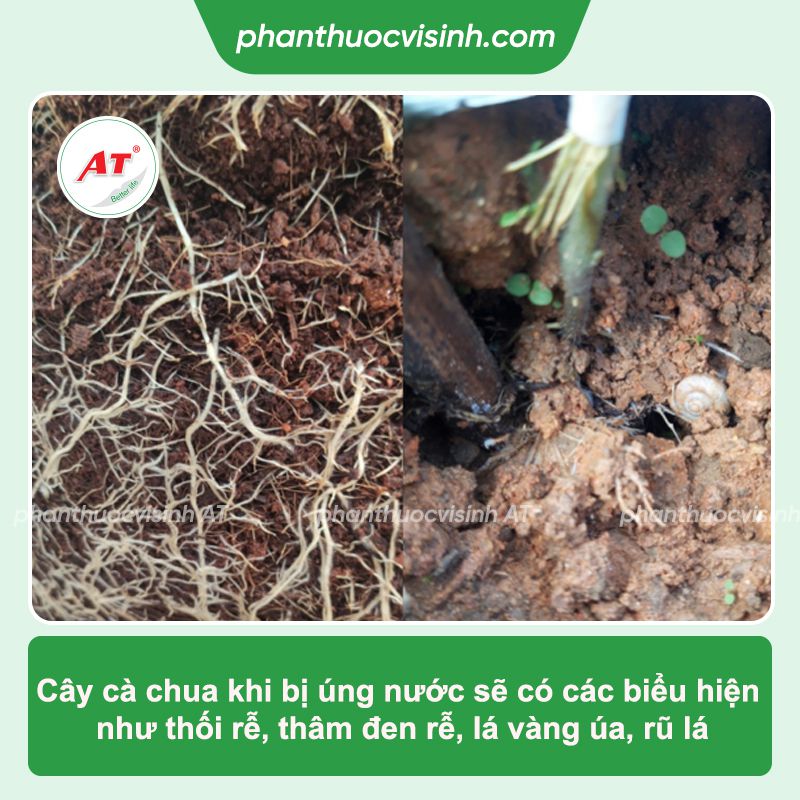 Xử lý tình trạng cây cà chua bị úng nước nhanh chóng, hiệu quả