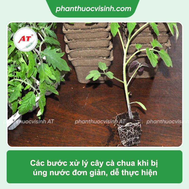 Xử lý tình trạng cây cà chua bị úng nước nhanh chóng, hiệu quả