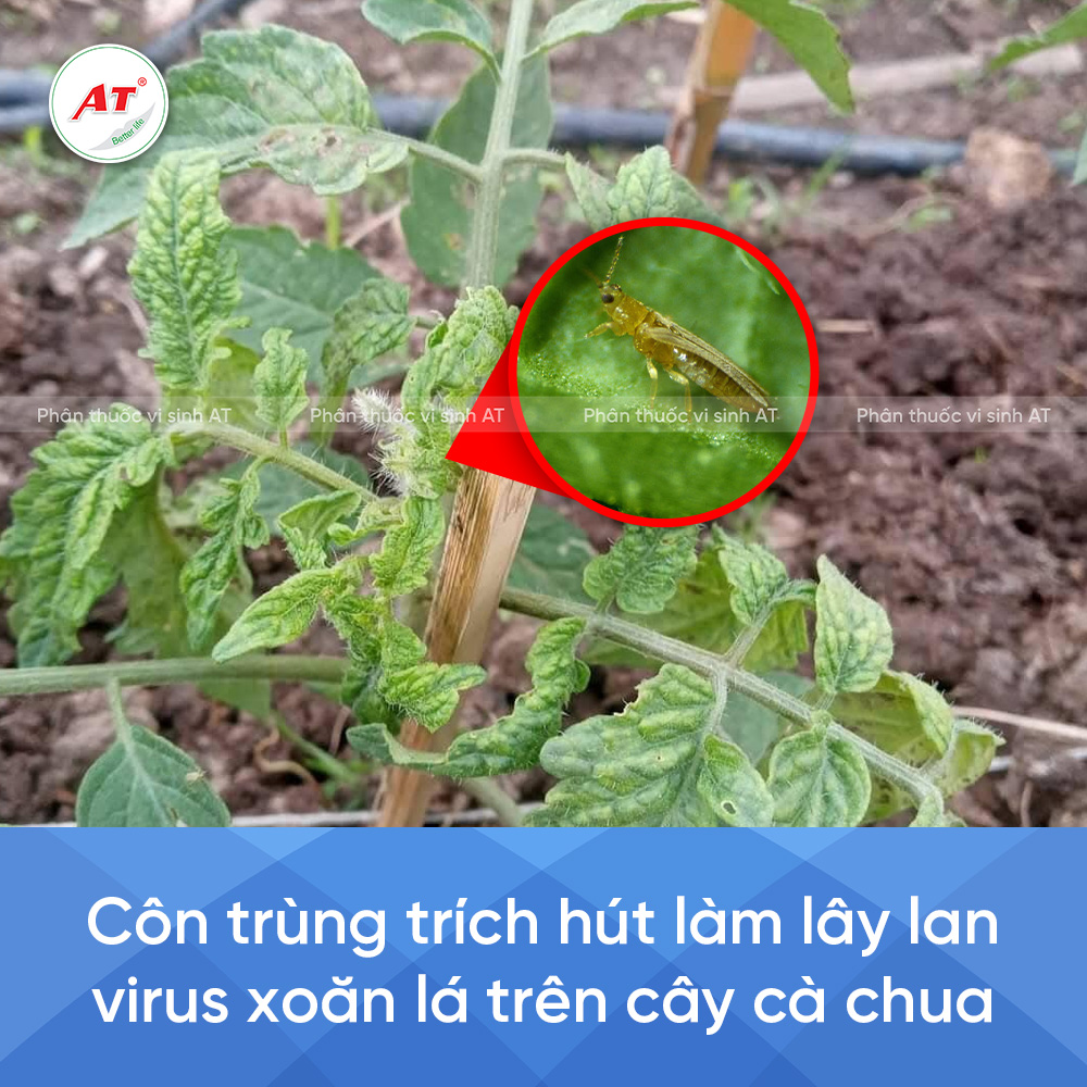 Côn trùng làm lây lan virus