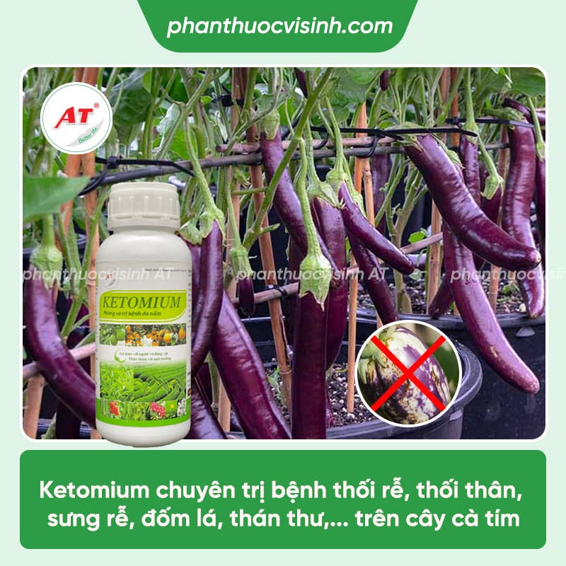 Một số bệnh trên cây cà tím thường gặp & Cách phòng trừ