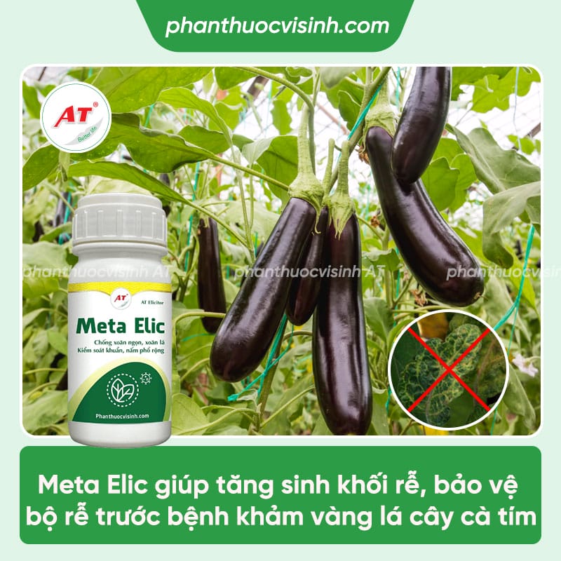 Một số bệnh trên cây cà tím thường gặp & Cách phòng trừ