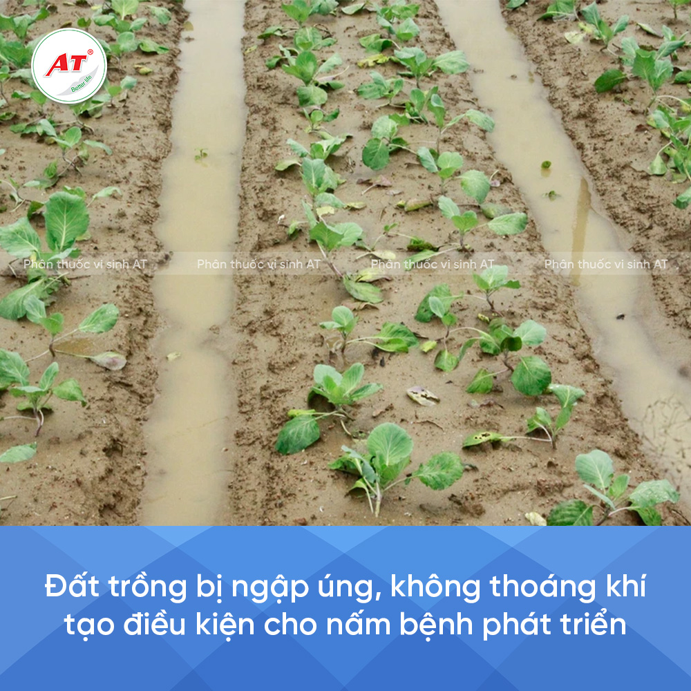 Ngập úng gây nấm xoăn lá