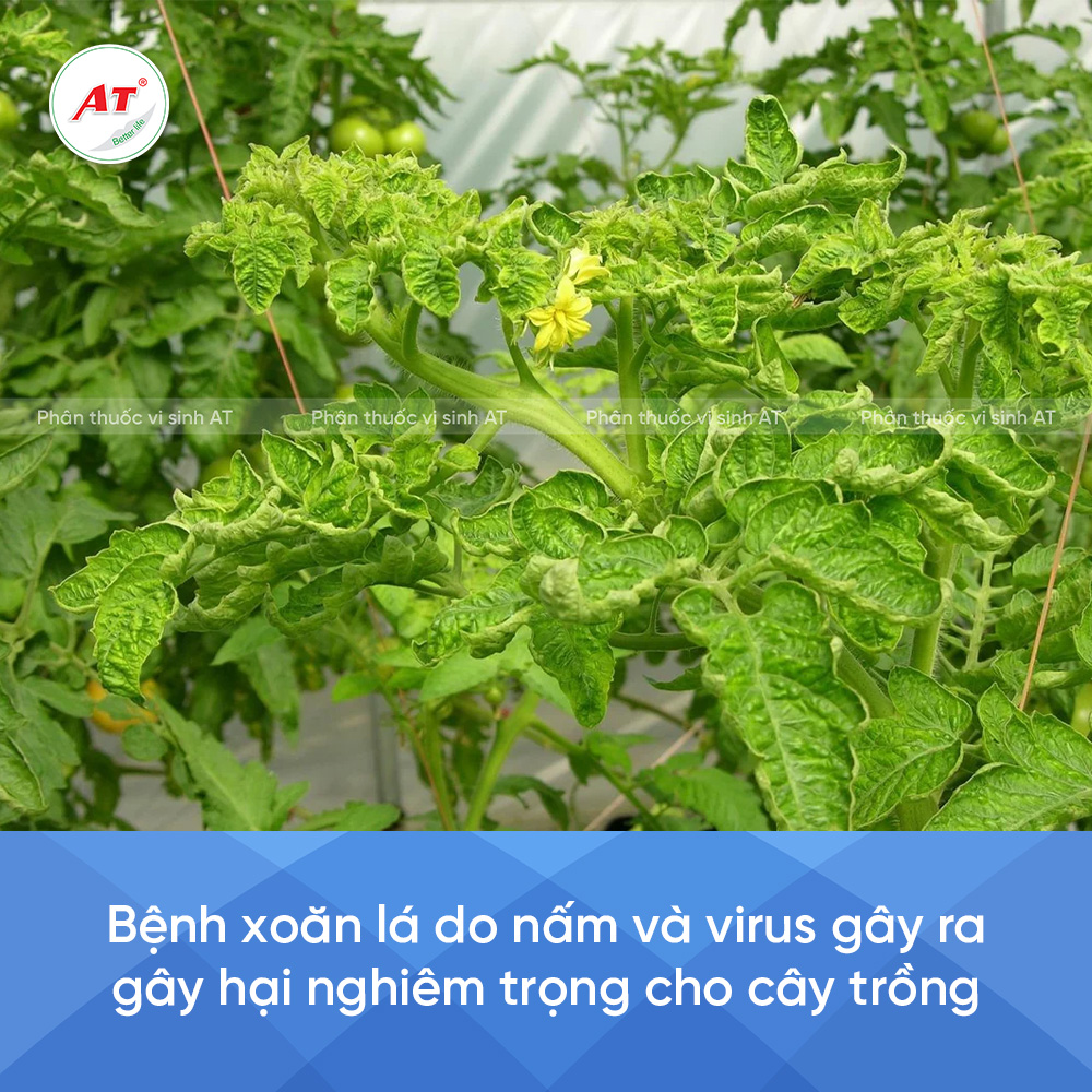 Nguyên nhân xoăn lá