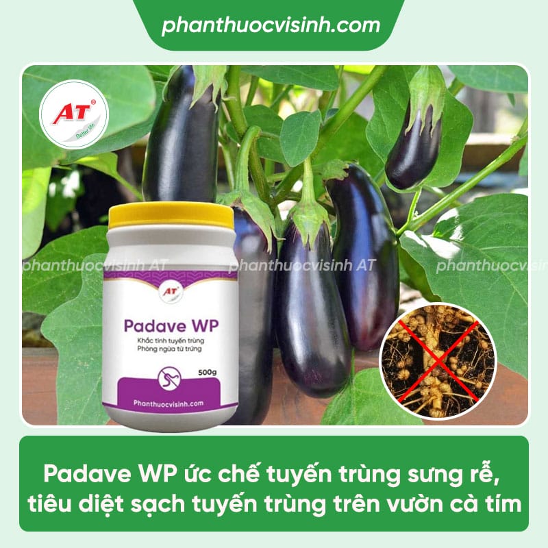 Một số bệnh trên cây cà tím thường gặp & Cách phòng trừ
