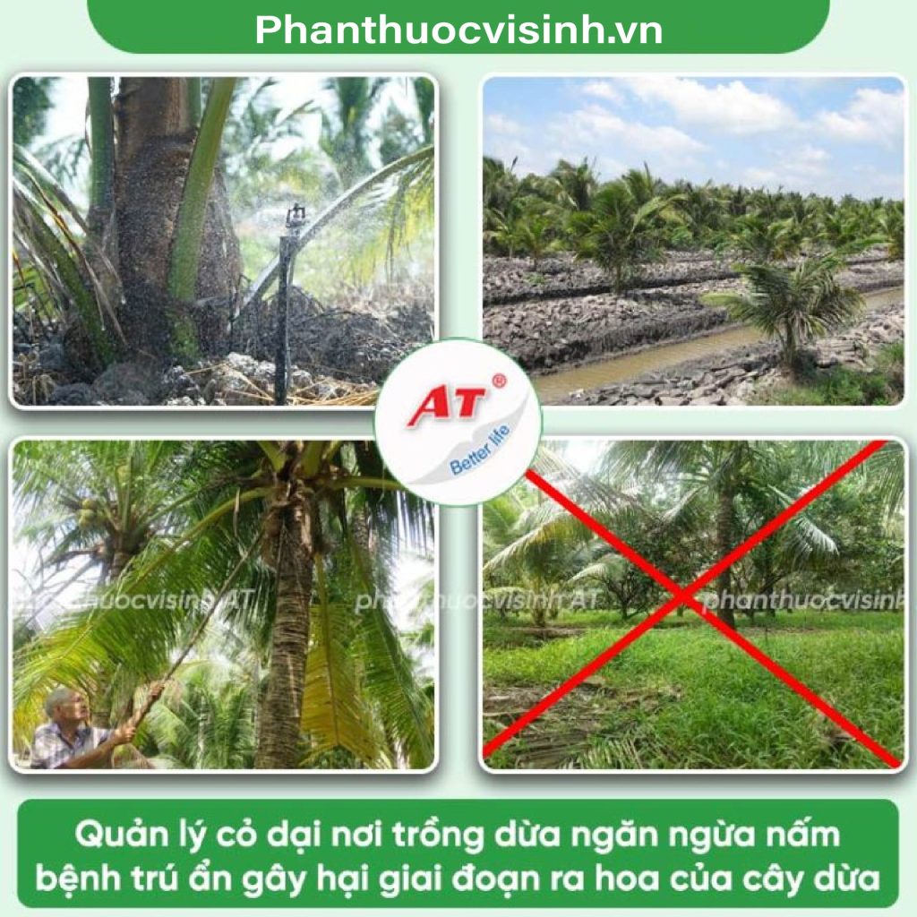 Thuốc đậu trái dừa AT Chibozin chống rụng trái, nứt trái 2 Untitled 1 08 1
