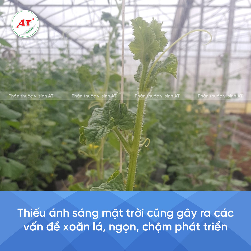 Xoăn lá do thiếu ánh sáng mặt trời
