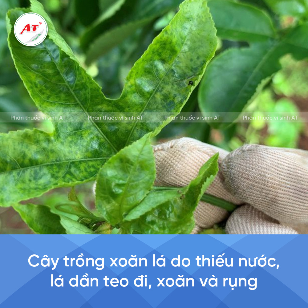 Xoăn lá do thiếu nước