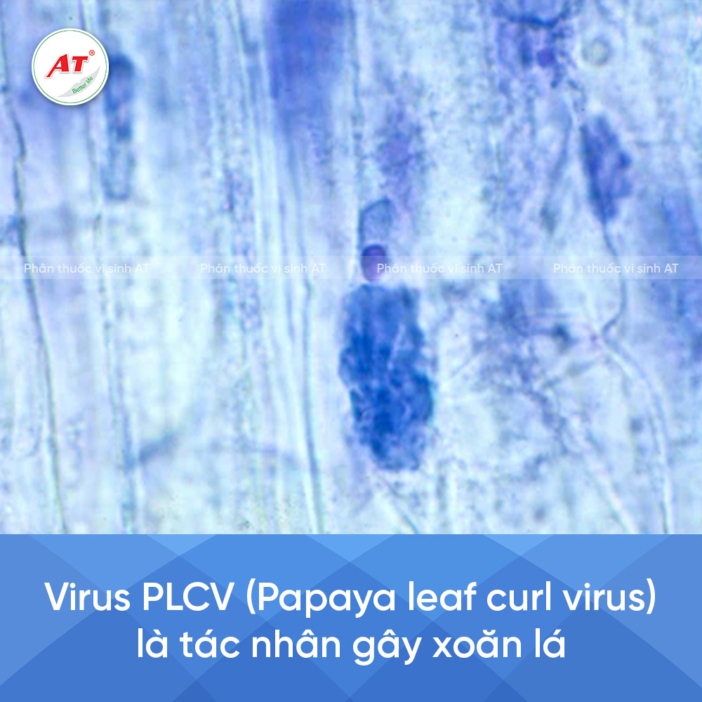 Xoăn lá do virus PLCV