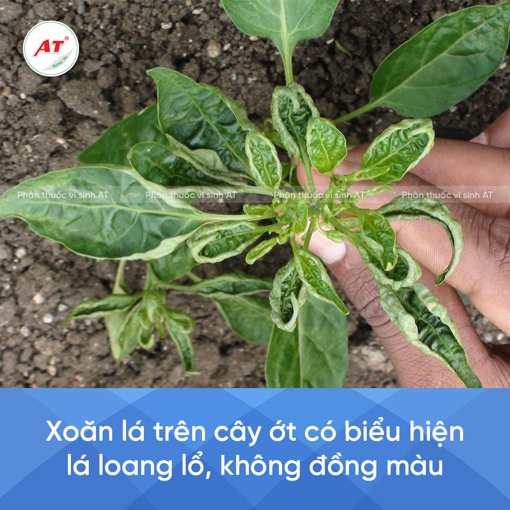 Xoăn lá trên cây ớt