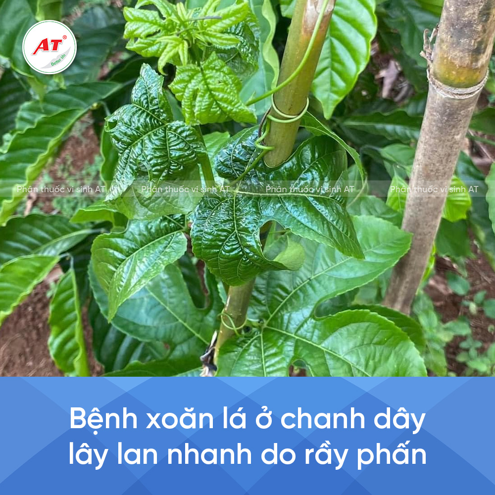 Xoăn lá trên chanh dây