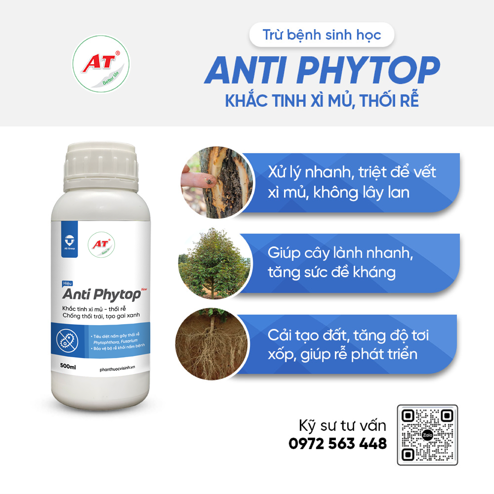 antiphy top