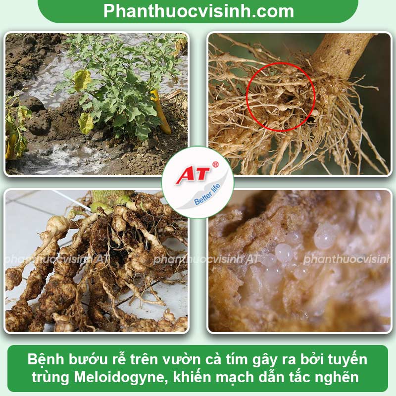 Một số bệnh trên cây cà tím thường gặp & Cách phòng trừ