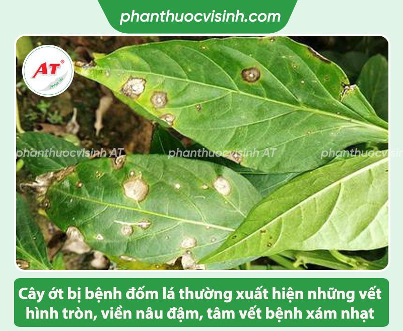 Các bệnh trên cây ớt thường gặp và Cách phòng trị hiệu quả