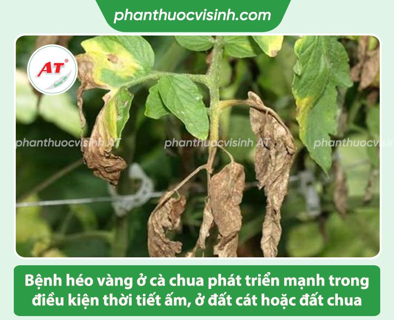 Các bệnh trên cây cà chua thường gặp và Cách phòng trị
