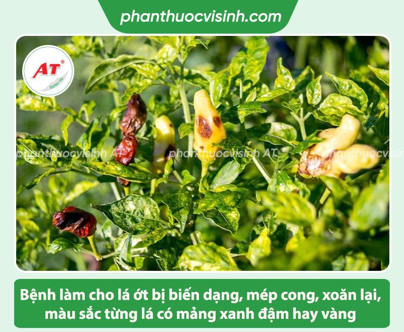 Các bệnh trên cây ớt thường gặp và Cách phòng trị hiệu quả