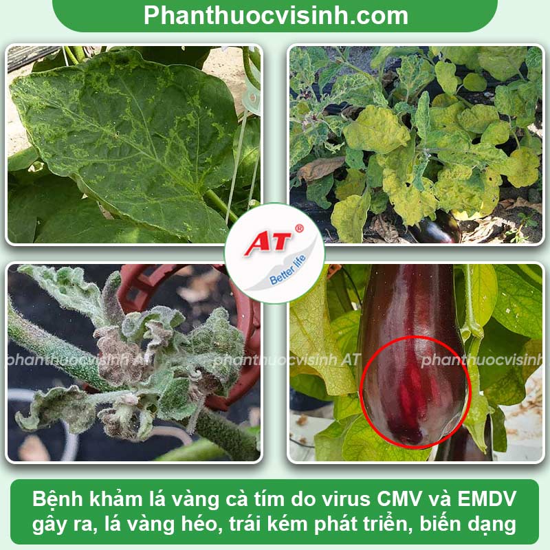 Một số bệnh trên cây cà tím thường gặp & Cách phòng trừ