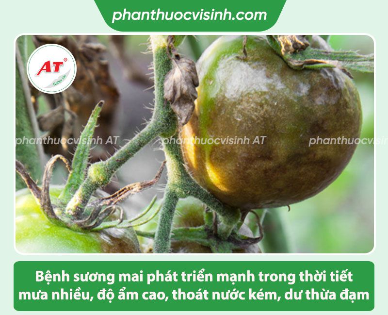 Các bệnh trên cây cà chua thường gặp và Cách phòng trị