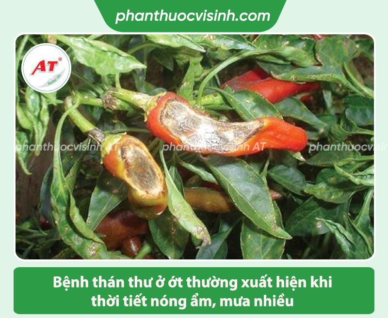 Các bệnh trên cây ớt thường gặp và Cách phòng trị hiệu quả