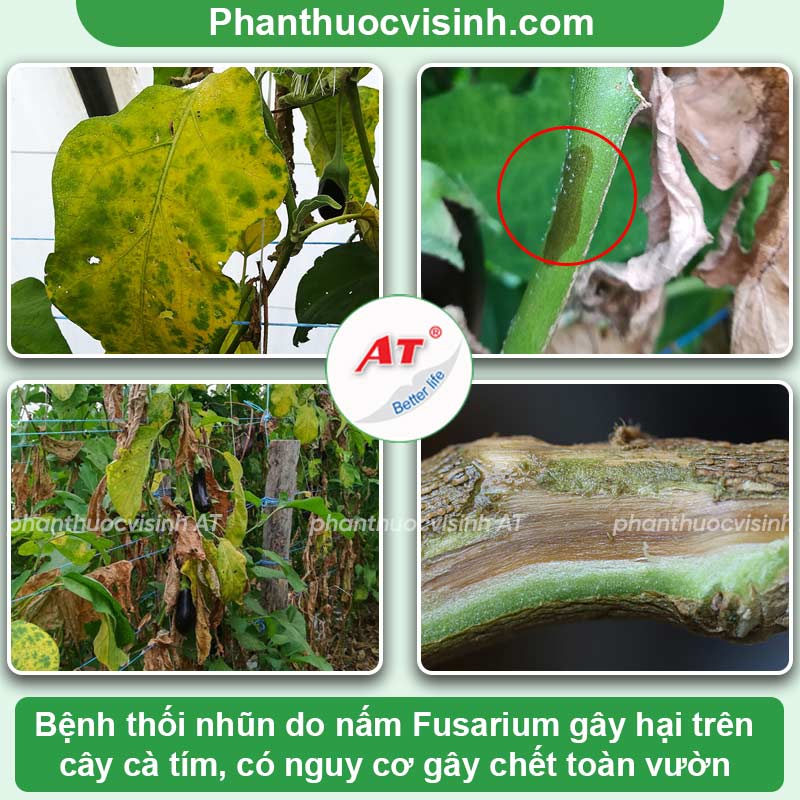 Một số bệnh trên cây cà tím thường gặp & Cách phòng trừ