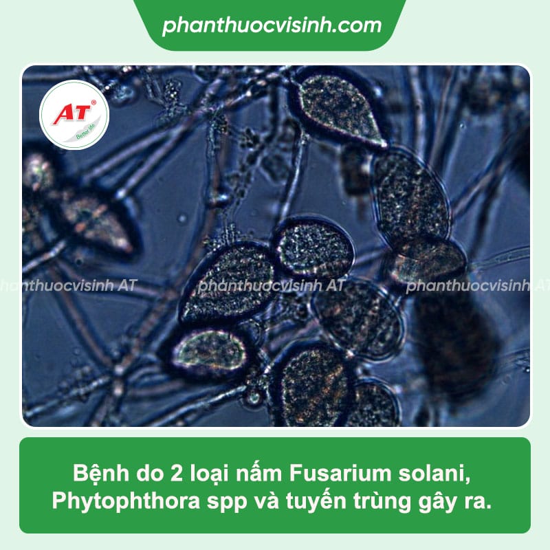 Bệnh vàng lá thối rễ cam quýt: Dấu hiệu và cách phòng trị hiệu quả