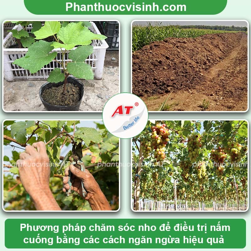 Nguyên nhân nho bị nấm cuống và cách điều trị tận gốc