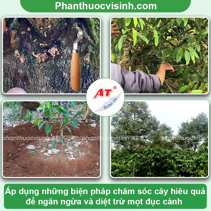 Cách phòng trị mọt đục cành sầu riêng triệt để, an toàn