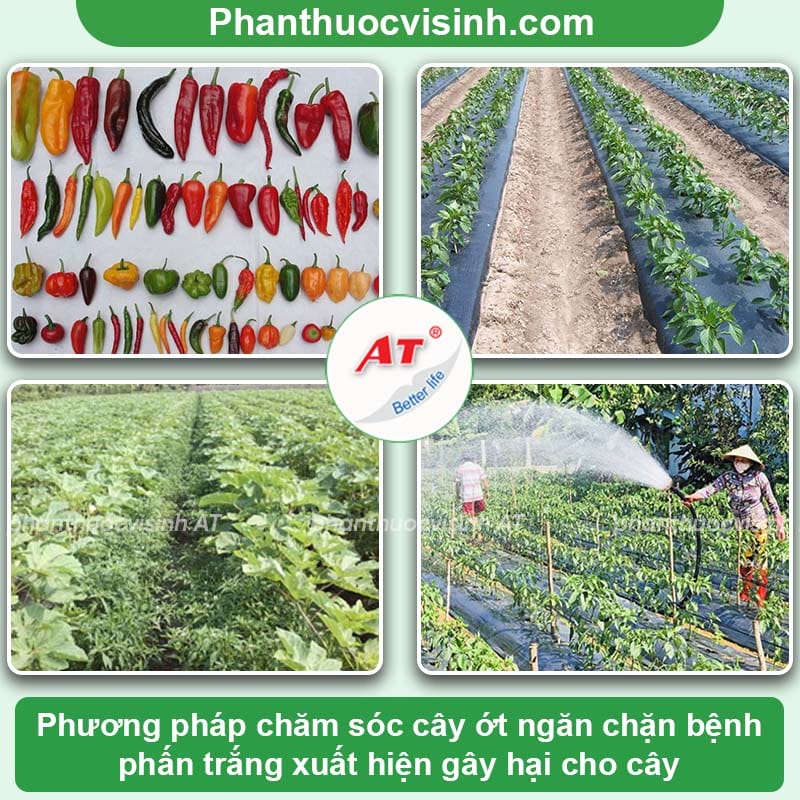 Cách phòng trị bệnh phấn trắng trên cây ớt và Nguyên nhân 3 Nguyên nhân bệnh phấn trắng trên cây ớt và cách khắc phục