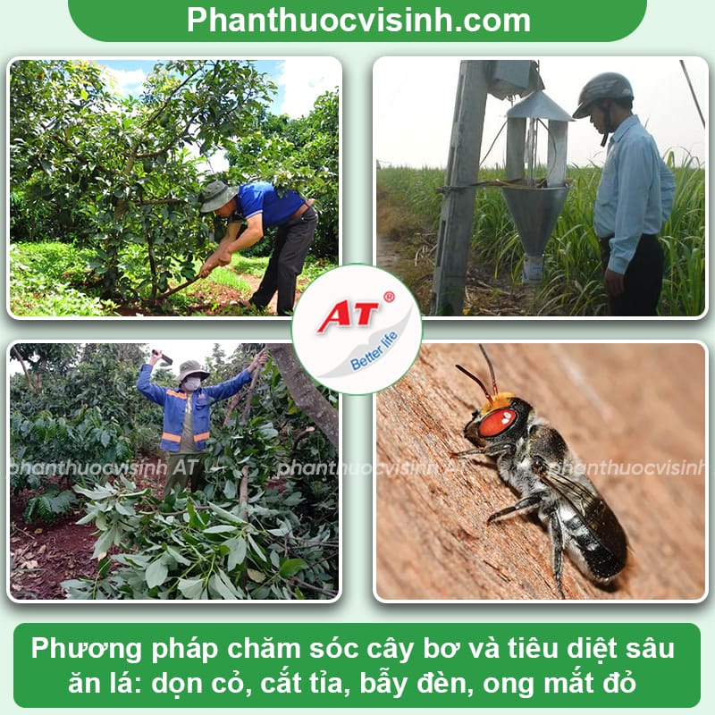 Cách điều trị sâu ăn lá bơ và biện pháp phòng trừ tốt nhất