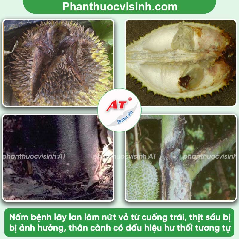 Phòng trừ nấm cuống sầu riêng hiệu quả, an toàn