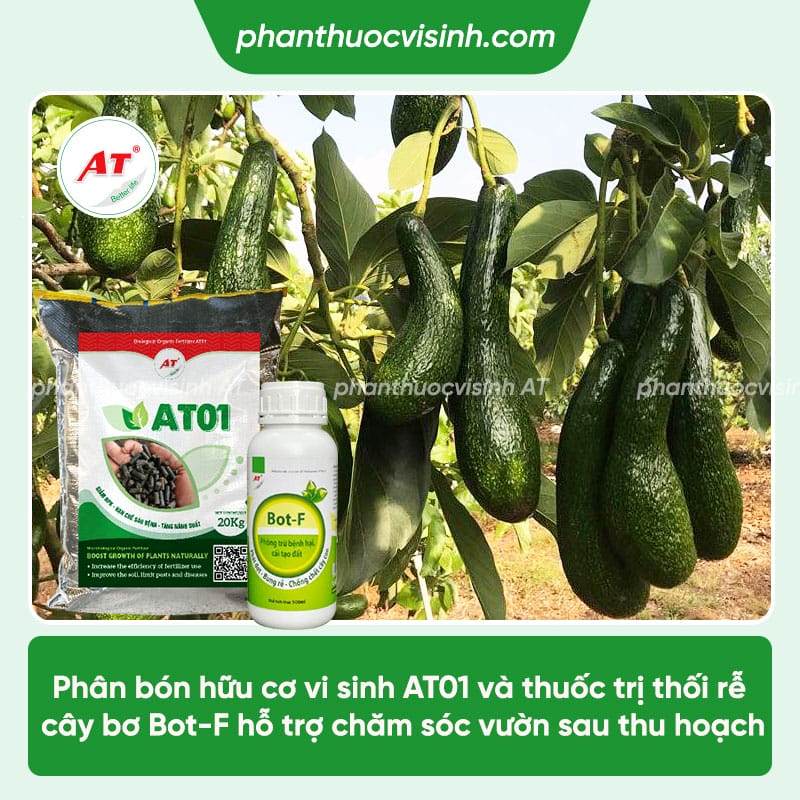 Cách chăm sóc bơ sau thu hoạch mau hồi phục, năng suất cao