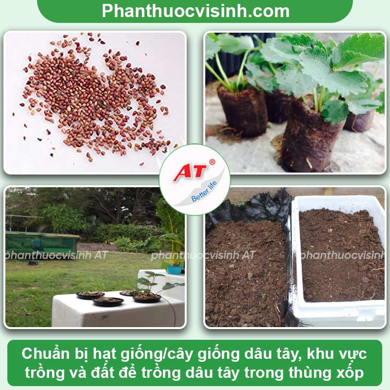 Cách trồng dâu tây trong thùng xốp cho nhiều trái quanh năm