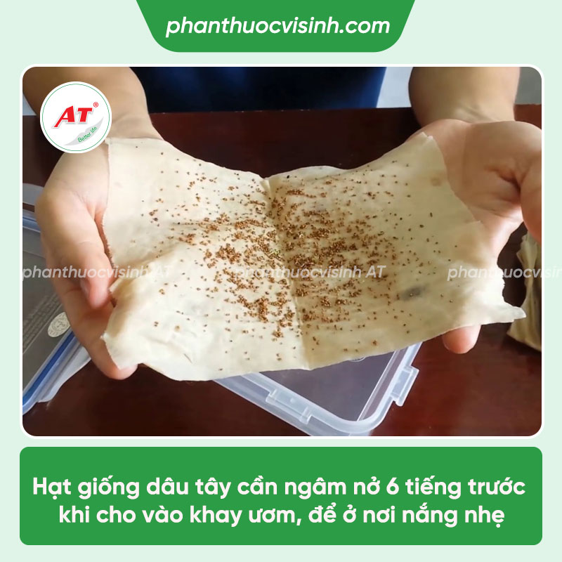 Cách trồng dâu tây trong thùng xốp cho nhiều trái quanh năm