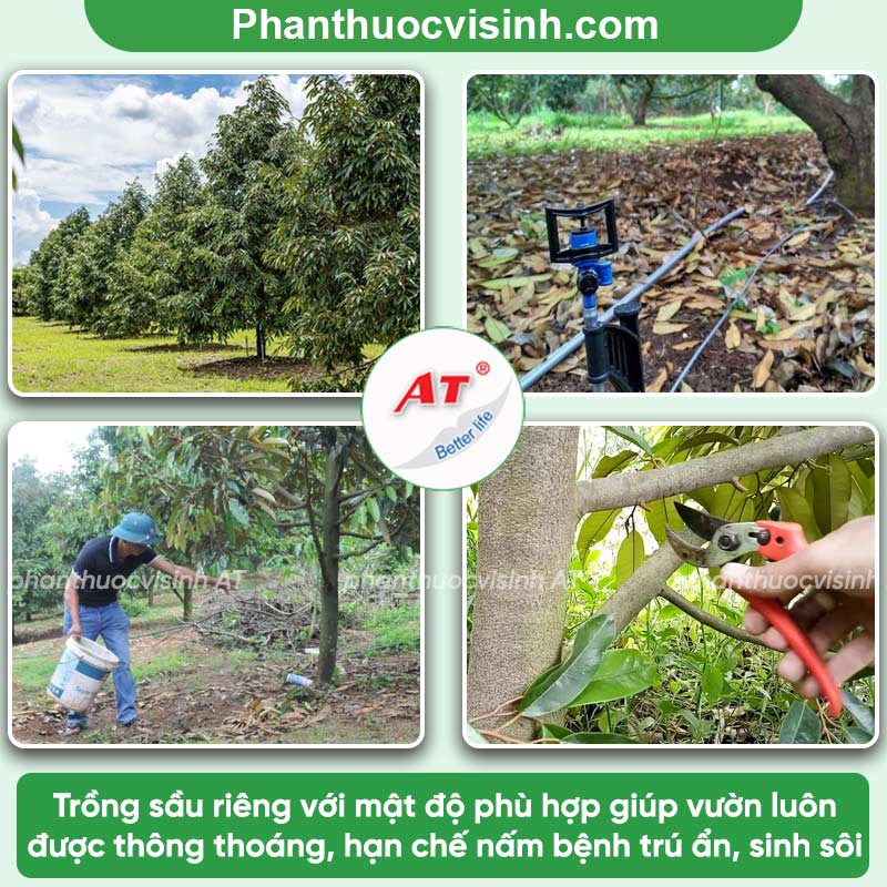 Phòng trừ nấm cuống sầu riêng hiệu quả, an toàn