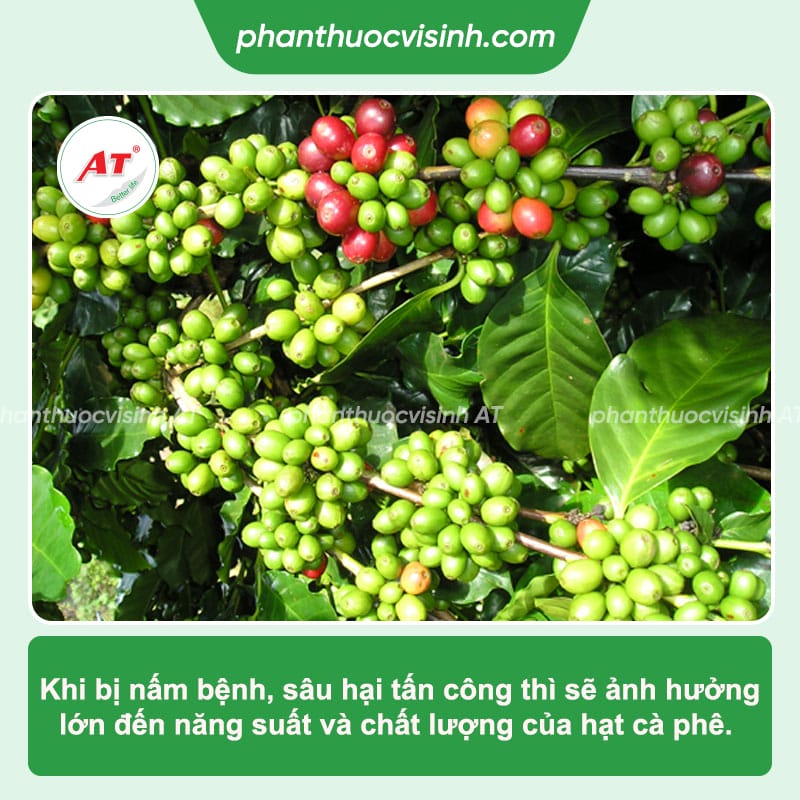 Các loại bệnh trên cây cà phê thường gặp và cách phòng trừ