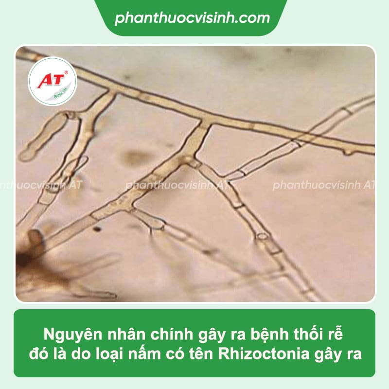 Lan bị thối rễ: Nguyên nhân và cách xử lý đạt hiệu quả