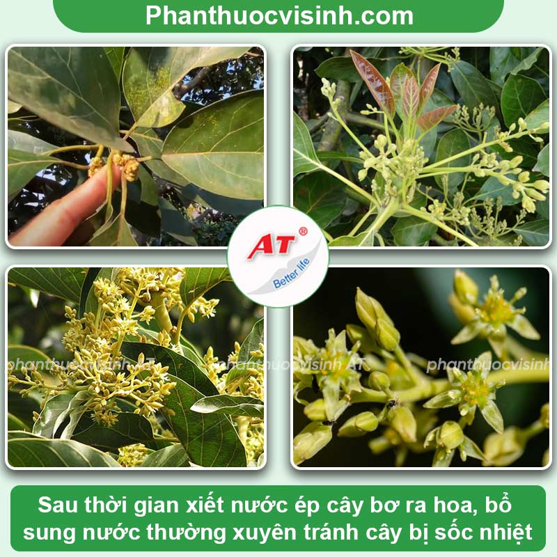 Hướng dẫn cách chăm sóc cây bơ khi ra hoa cho nhiều trái