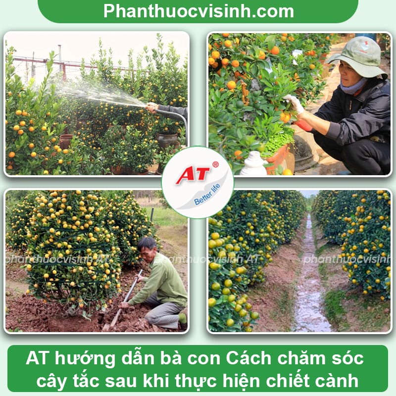 Cách chiết cây tắc tắc đơn giản mà không phải ai cũng biết
