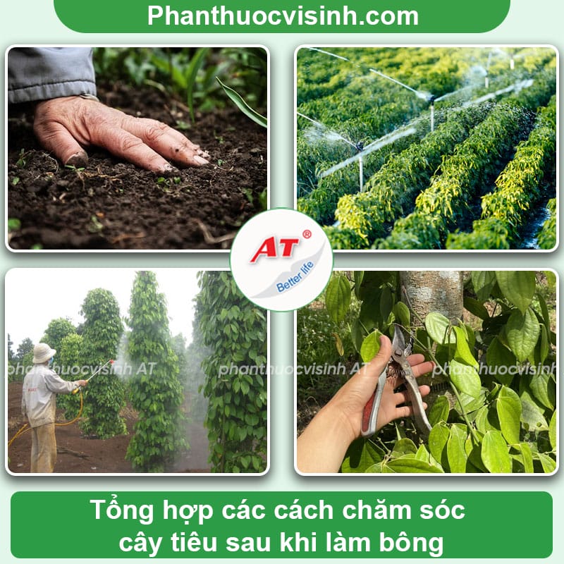 Cách làm bông cho cây tiêu hiệu quả, giúp đạt năng suất cao