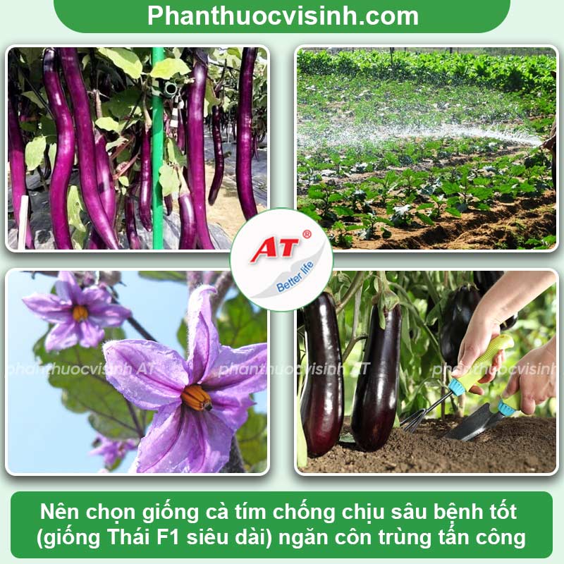 Một số bệnh trên cây cà tím thường gặp & Cách phòng trừ