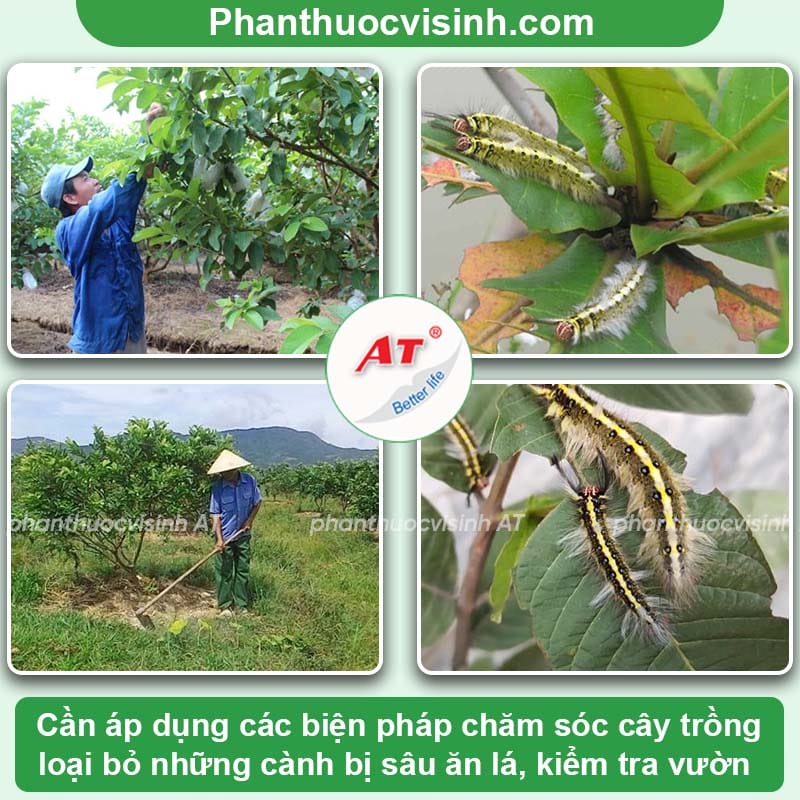 Tác hại của sâu ăn lá ổi và cách phòng trừ hiệu quả, an toàn