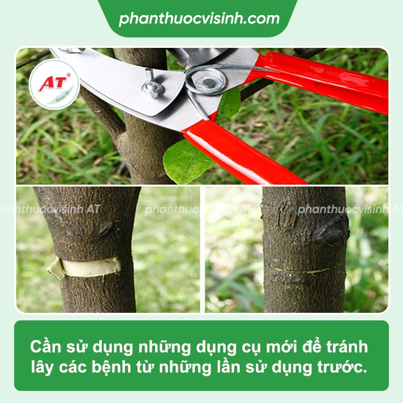 Cách chiết cây tắc tắc đơn giản mà không phải ai cũng biết