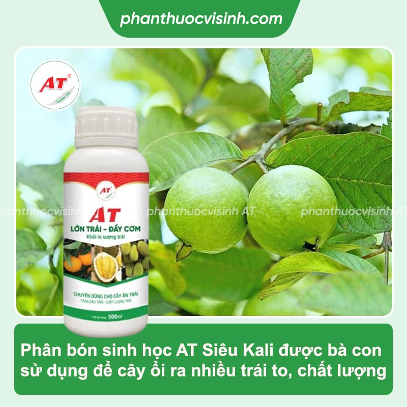 Cách chăm sóc cây ổi cho nhiều quả to ngọt, ít sâu bệnh