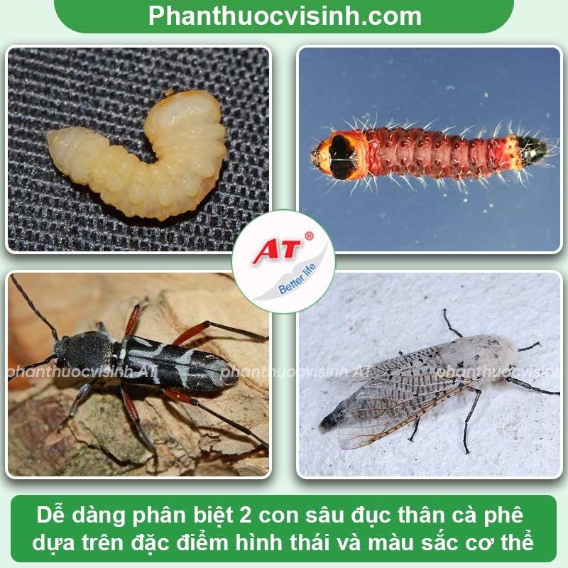 Cách phòng trừ sâu đục thân cà phê an toàn, hiệu quả