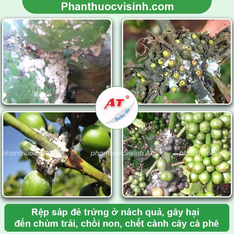 Rệp sáp hại cà phê và cách phòng trừ hiệu quả