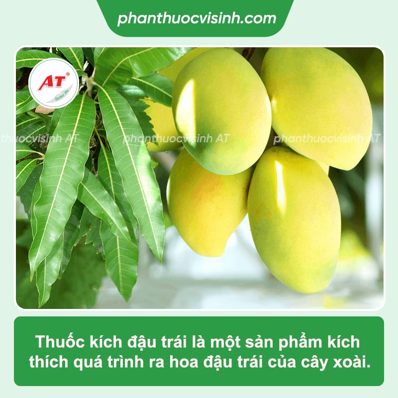 Thuốc đậu trái xoài AT Chibozin chống rụng, nứt trái